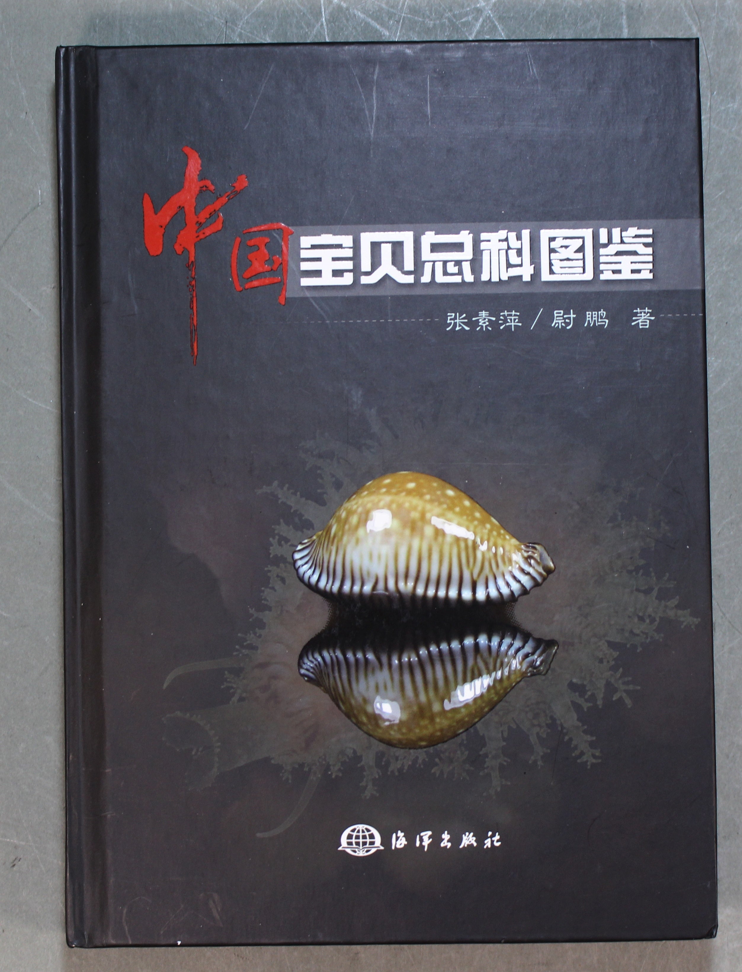 COWRIES　オサナ　カノコ　パパイア　フイリチドリダカラガイ　宝貝　貝殻5個 COWRIES オサナ カノコ パパイア フイリチドリダカラガイ 宝貝