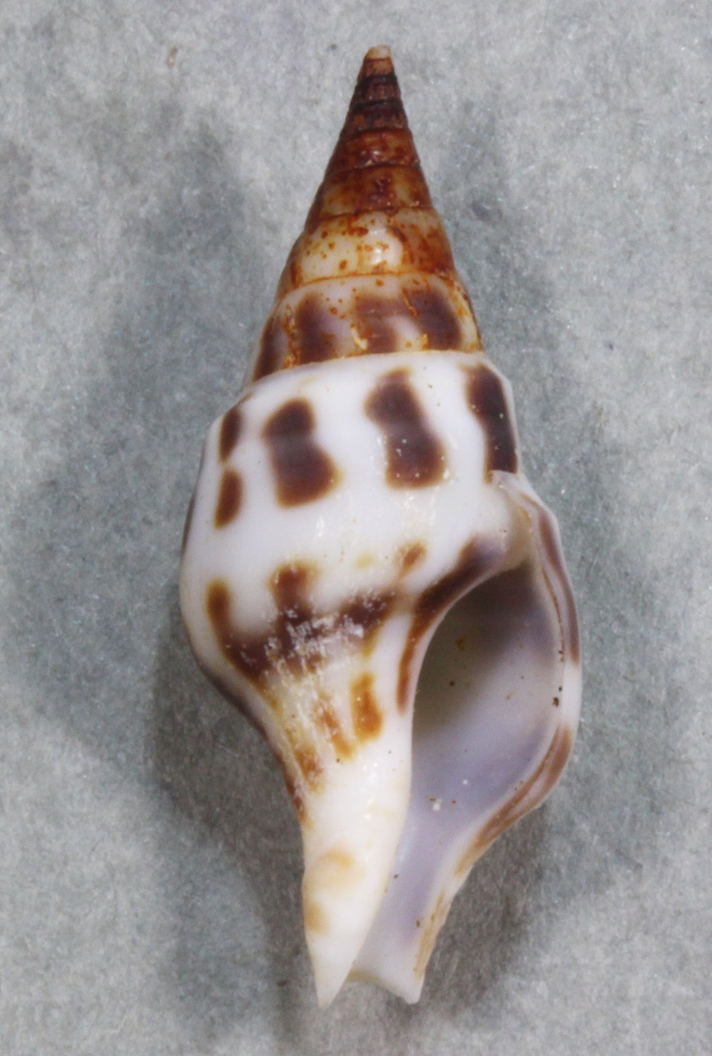 貝標本　エクアドルのバサバサの棘が無数に有る、幻蛤と月夜蛤のハイブリッド系レア種 クロボシカザリクダマキ – 鳥羽水族館オンラインショップ