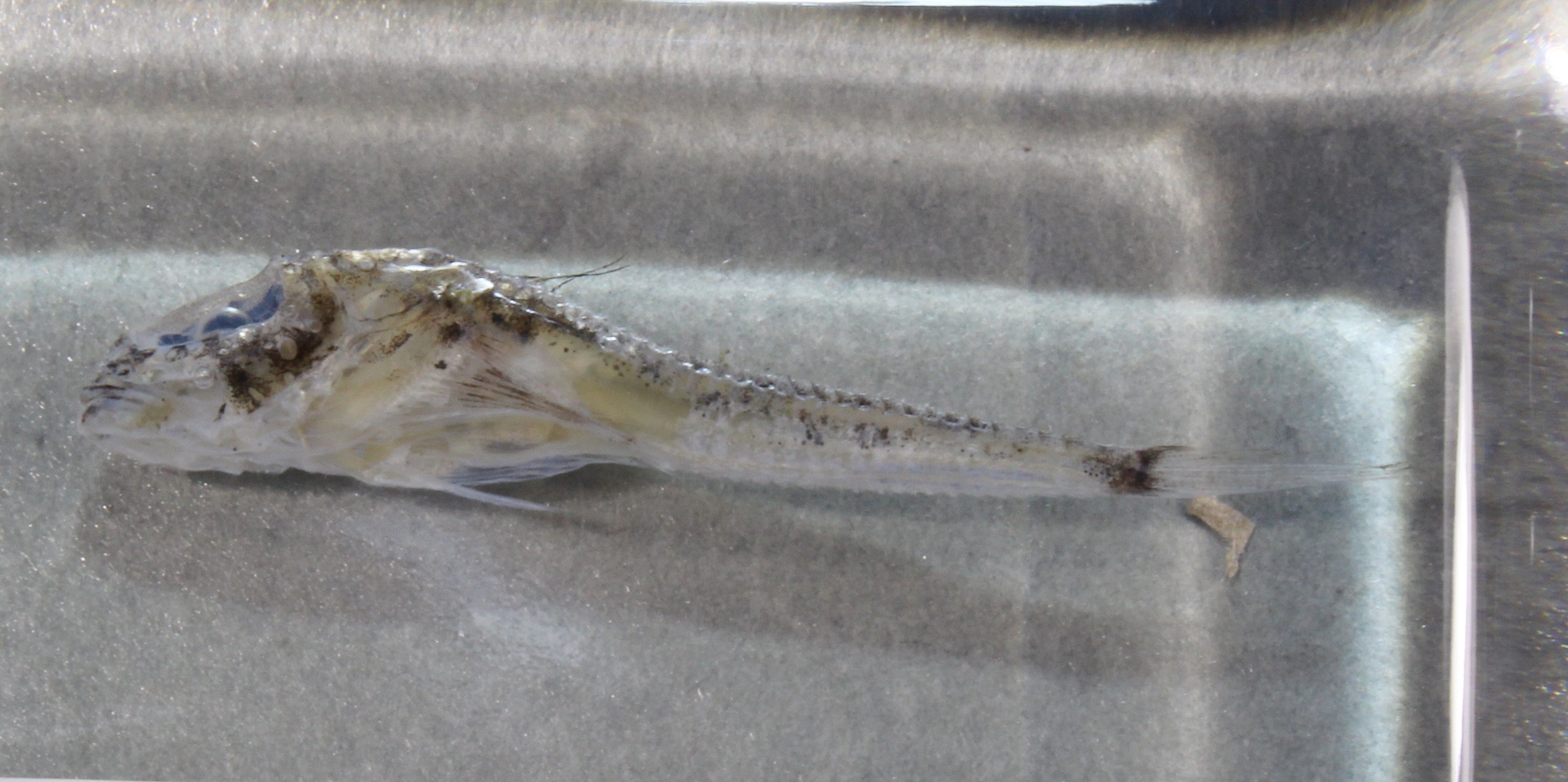 深海生物標本 ウロコカジカ 936 – 鳥羽水族館オンラインショップ