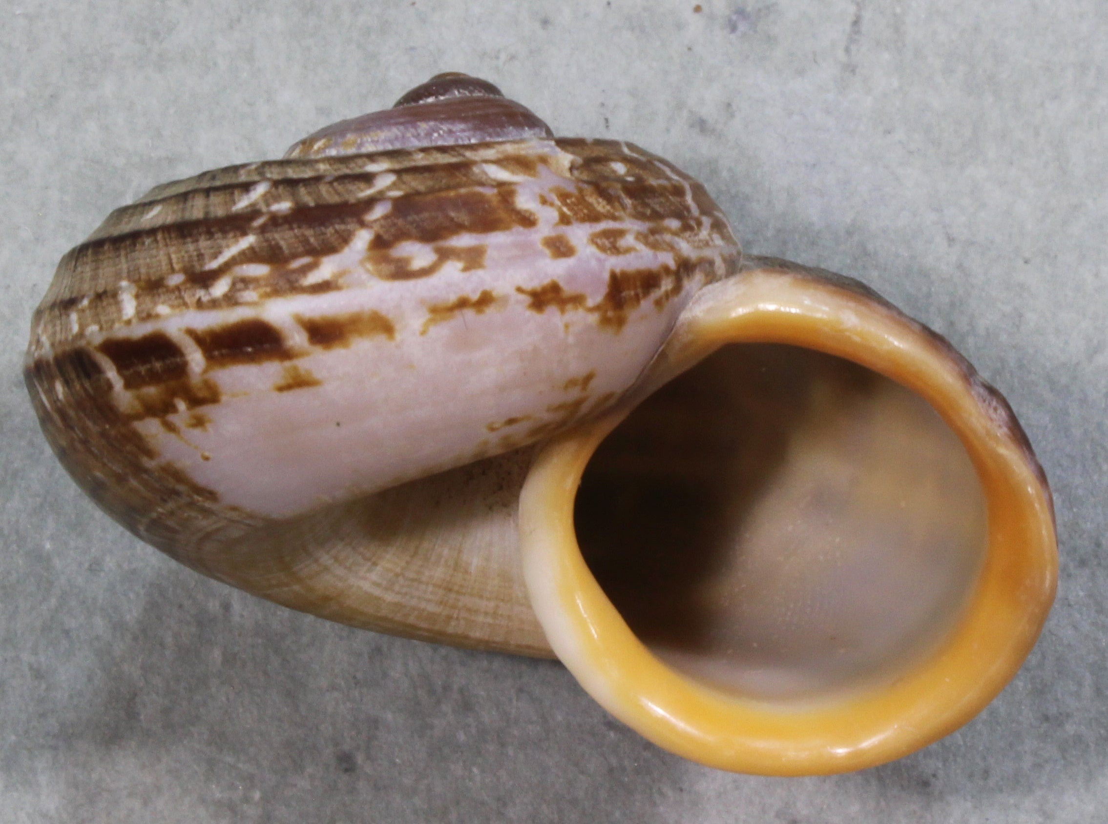 Temnopleurus alexandri アルビノ個体 ウニ 殻 コレクション