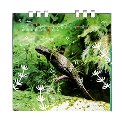 鳥羽水族館公式カレンダー2026販売サイト – 鳥羽水族館