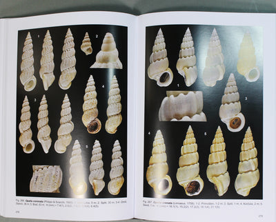 Marine gastropods of the Adriatic - 1st part