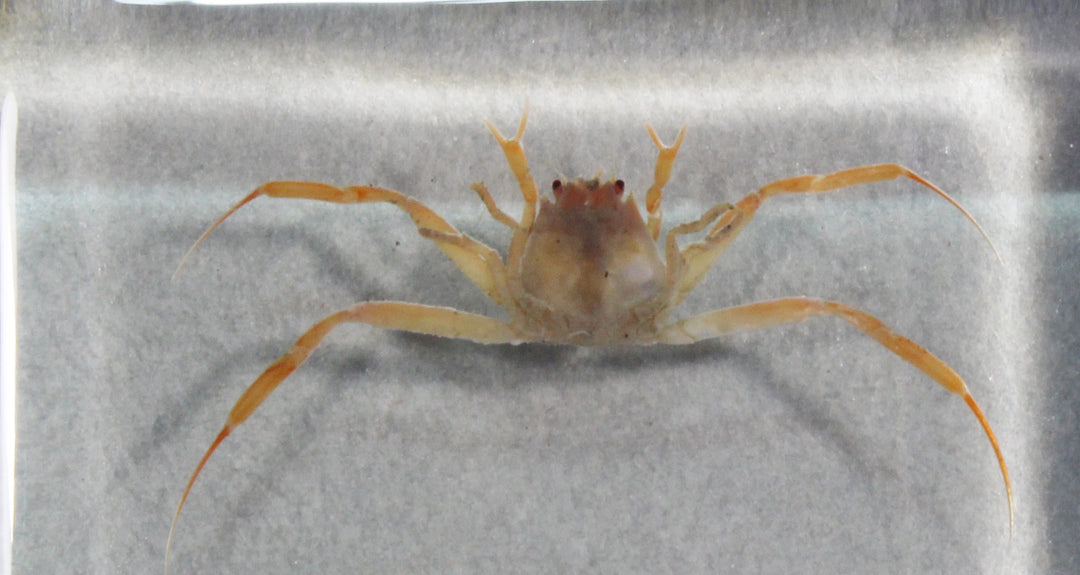 超激レア　Bunaeopsis zaddachi　標本 深海生物標本 マルミヘイケガニ 913 – 鳥羽水族館オンラインショップ