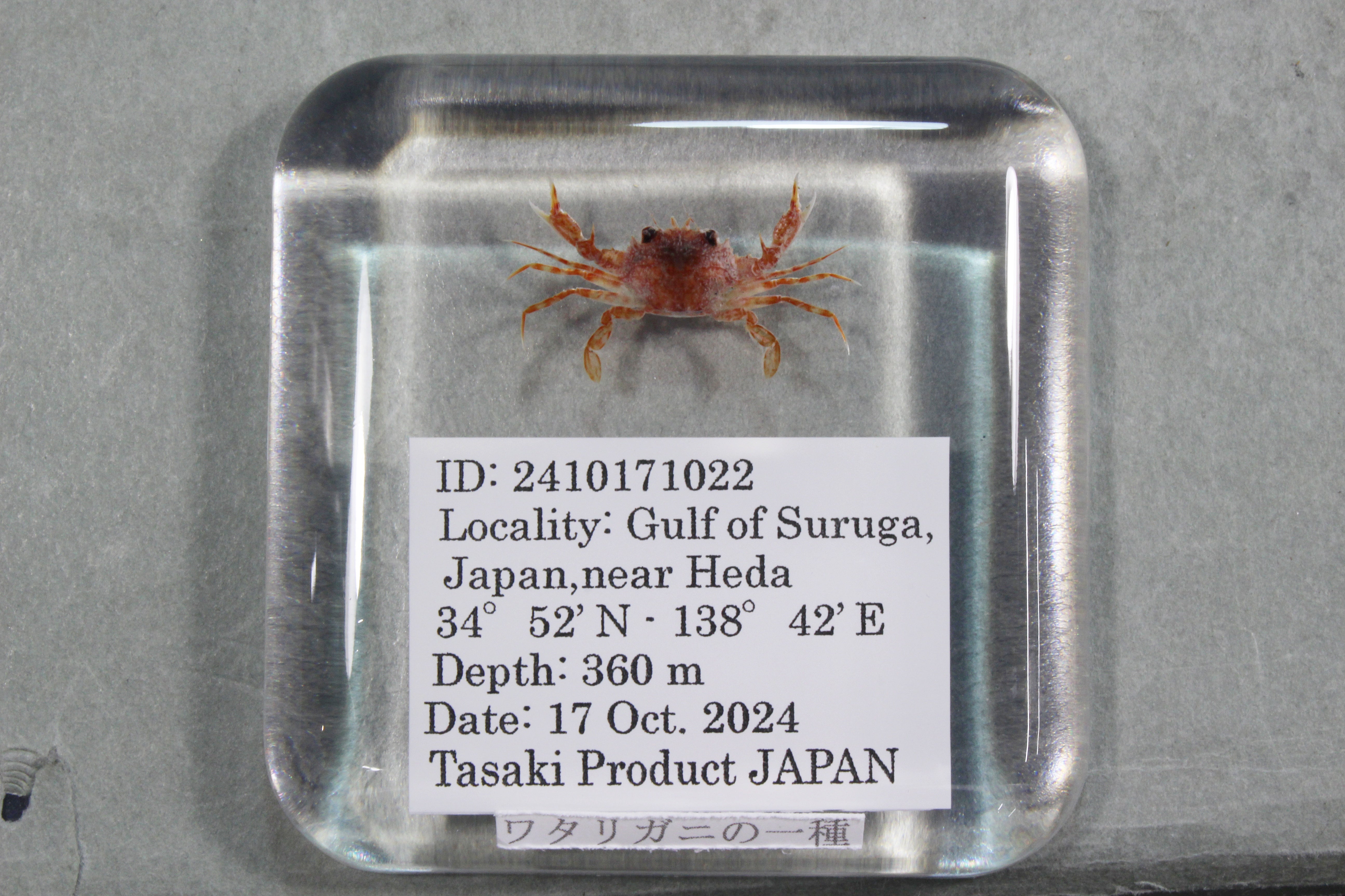 3790 外国切手 アルバニア SHQIPERIA 海洋生物 シリーズ 7種完 深海生物標本 ワタリガニの一種 912 – 鳥羽水族館オンラインショップ