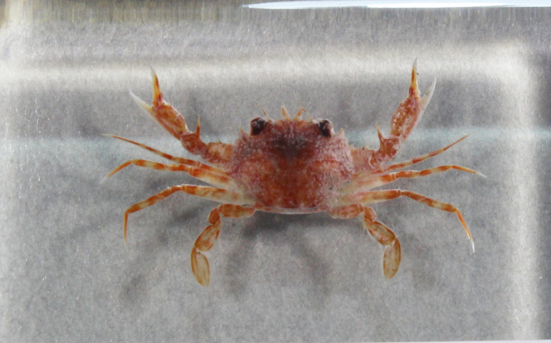 深海生物標本 ワタリガニの一種 912 – 鳥羽水族館オンラインショップ