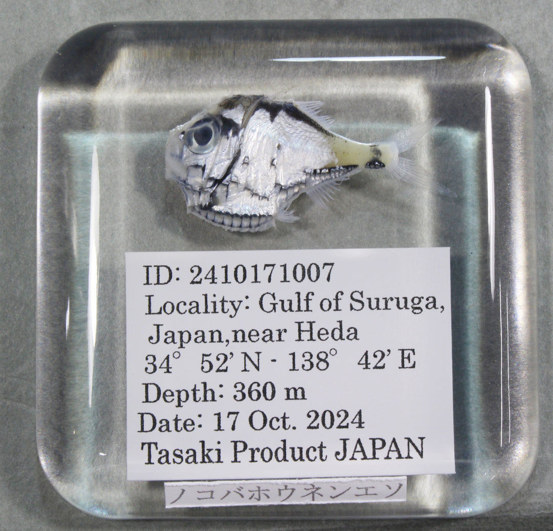 貝のページ～貝殻のギャラリーと標本の販売 | 鳥羽水族館公式