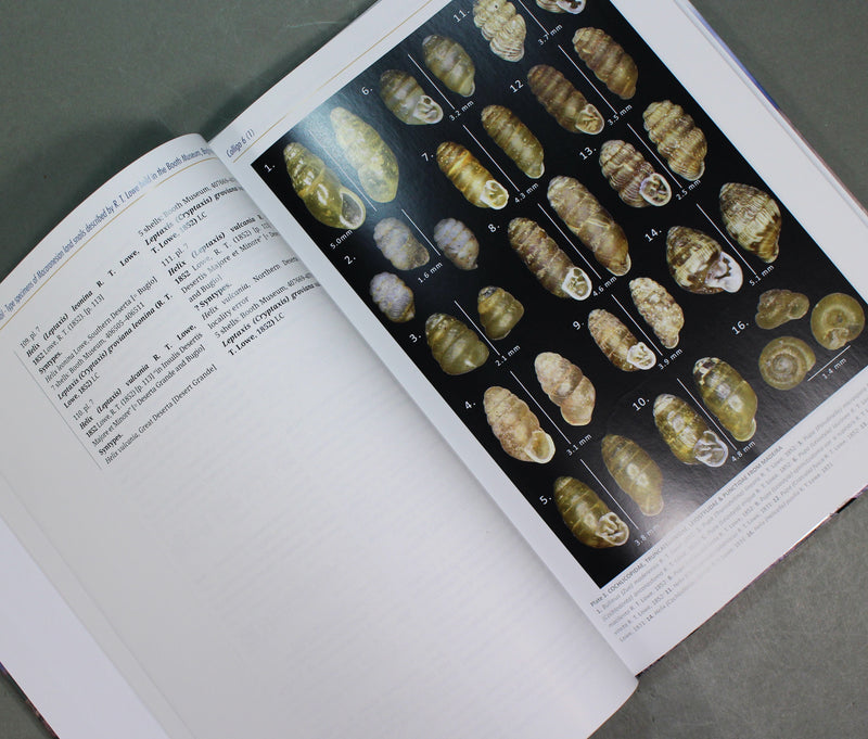 Type specimens of land snails described