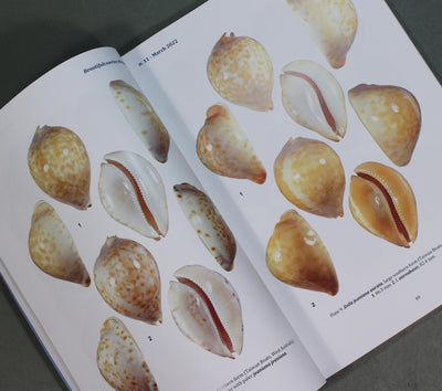 Beautifulcowries Magazine No. 11