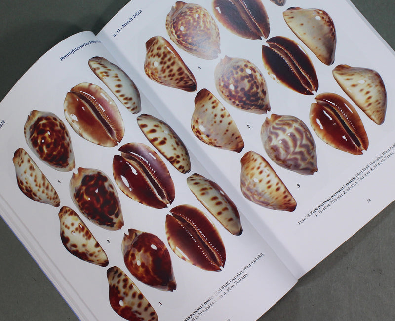 Beautifulcowries Magazine No. 11