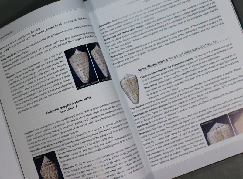 Cone Shells of the Okeechobean Sea　　Pliocene, Pleistocene