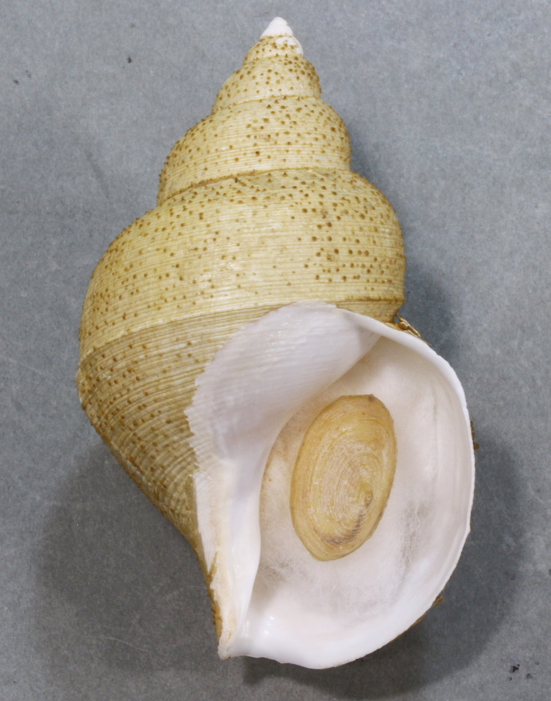 貝類・標本・標本箱 – 鳥羽水族館オンラインショップ