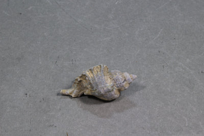 オウウヨウラク　３