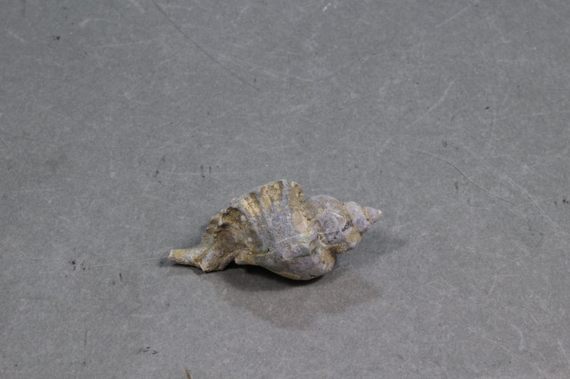 オウウヨウラク　３