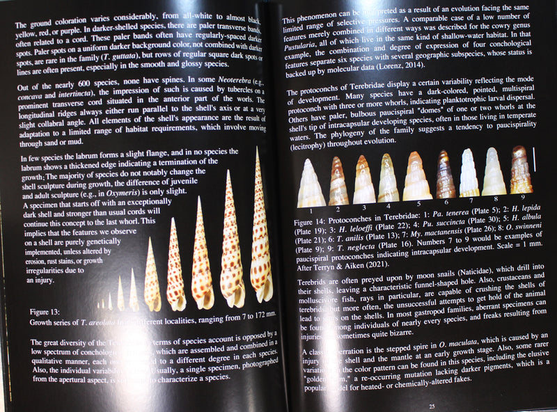 Auger Shells - Handbook to the Gastropod Family Terebridae