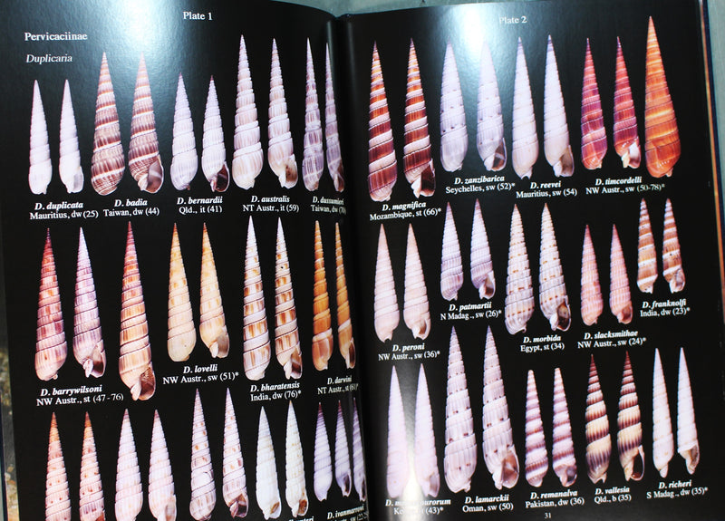 Auger Shells - Handbook to the Gastropod Family Terebridae