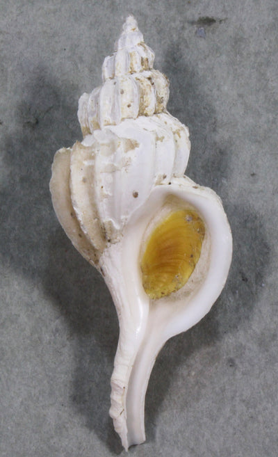 貝類・標本・標本箱 – 鳥羽水族館オンラインショップ