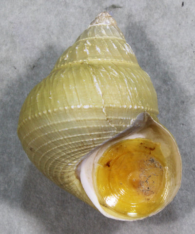 貝類・標本・標本箱 – 鳥羽水族館オンラインショップ