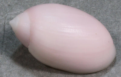 ツヤシイノミガイ　