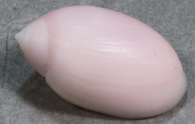 ツヤシイノミガイ　