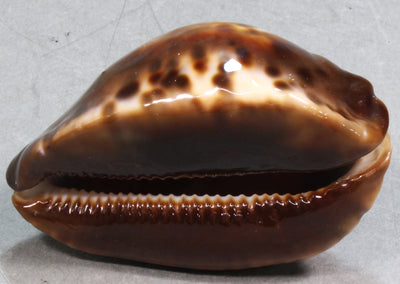 コガタケイトダカラ