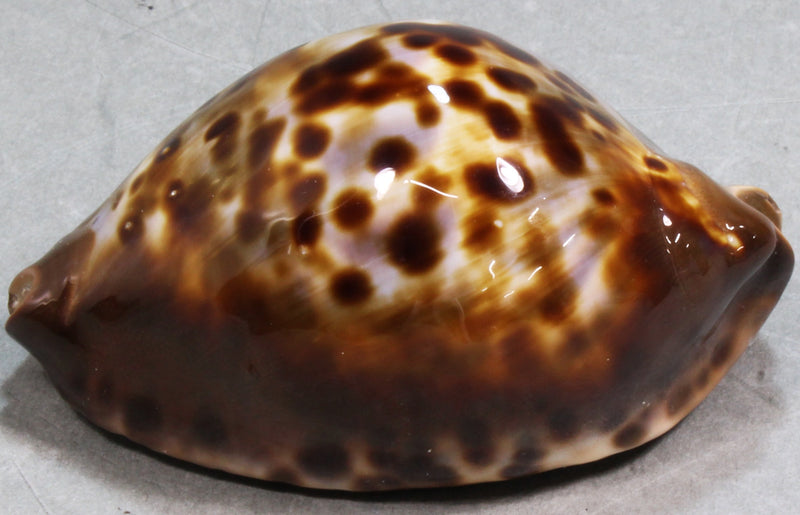 コガタケイトダカラ