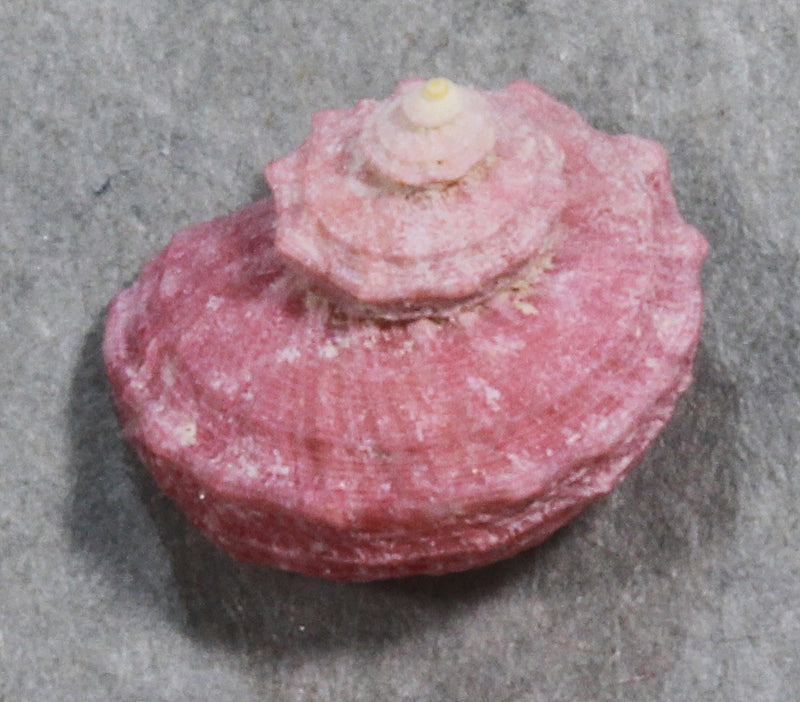 アシヤガマ