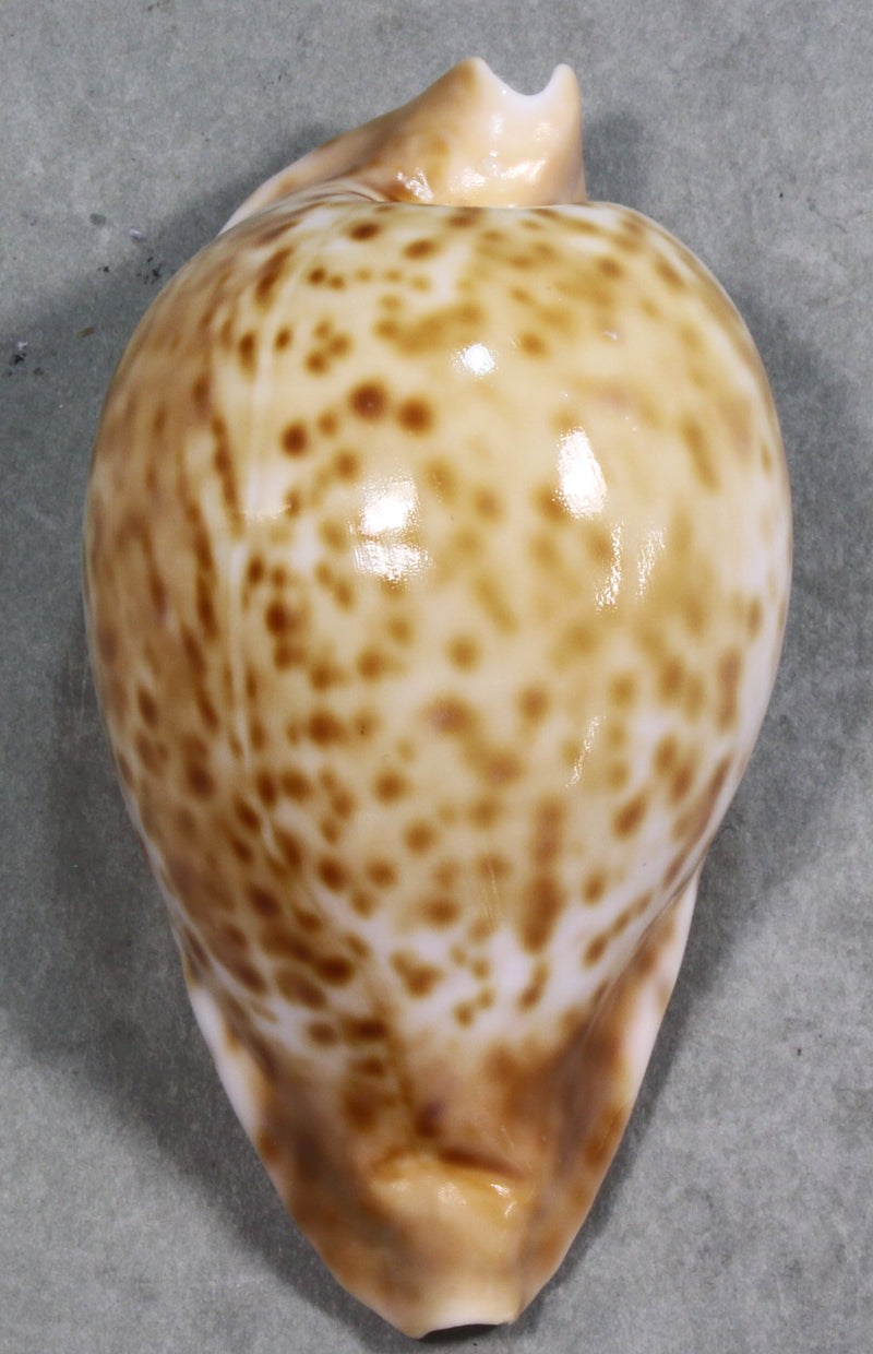 シロガネダカラ