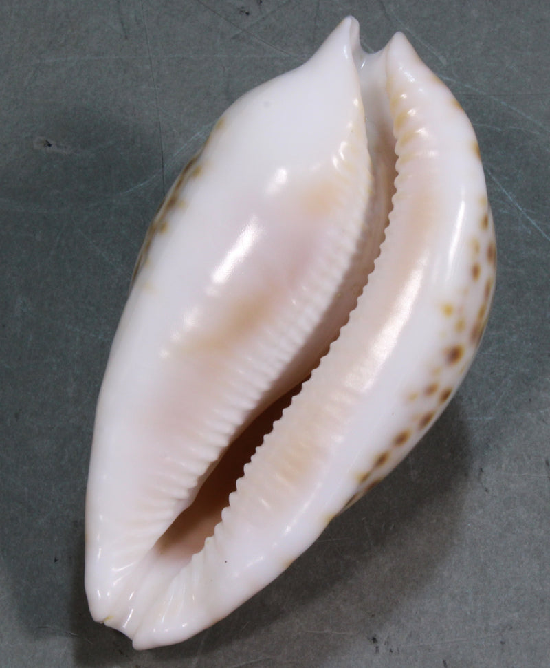 シロガネダカラ