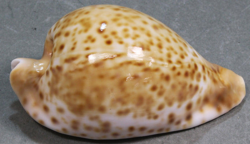 シロガネダカラ