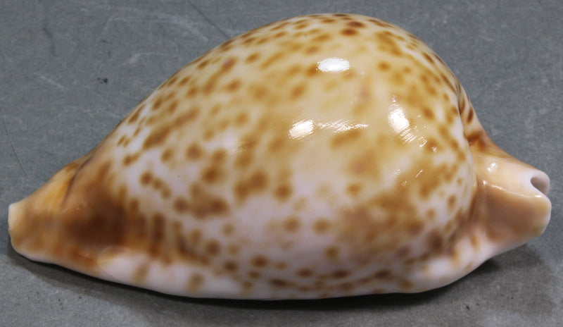 シロガネダカラ