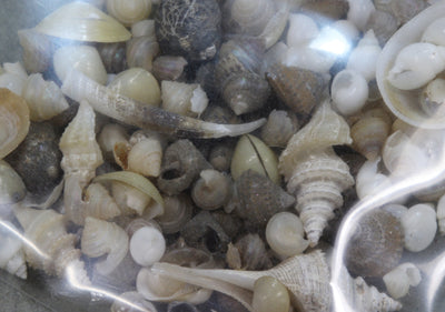 深海沈木微小貝セット