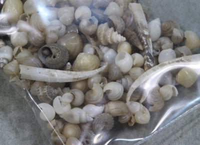 深海沈木微小貝セット