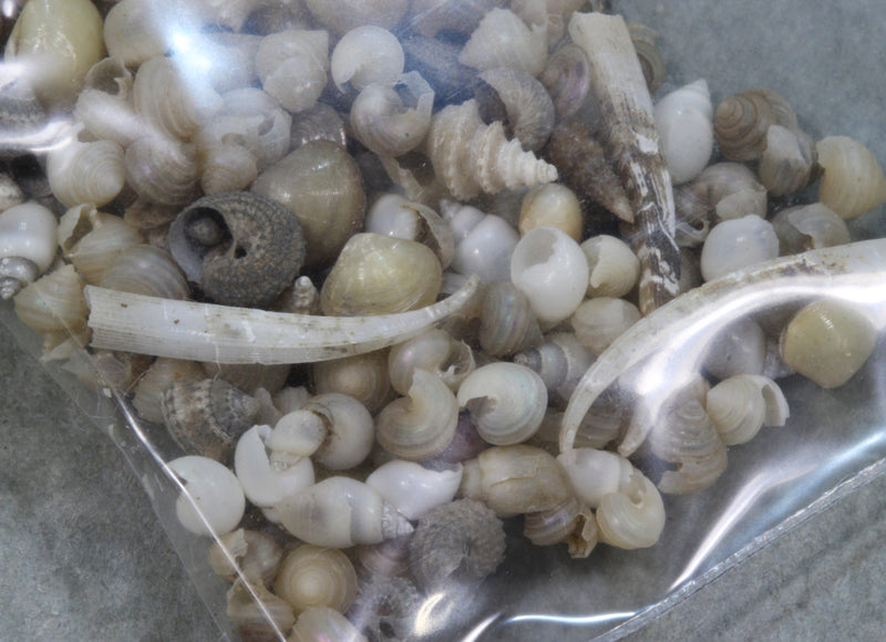 深海沈木微小貝セット