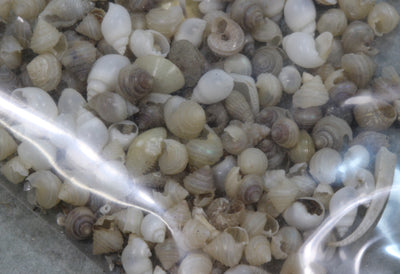 深海沈木微小貝セット