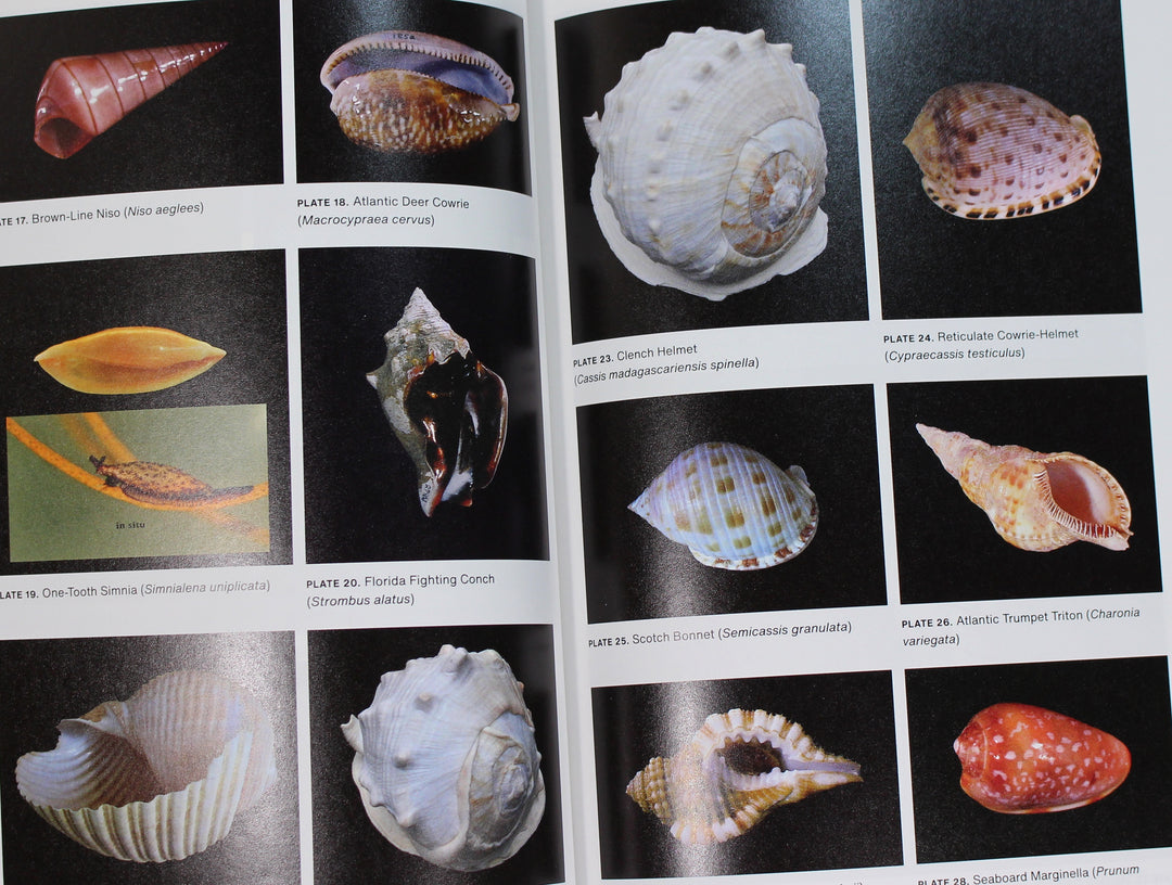Seashells of North Carolina Revised & Expanded Edition, A