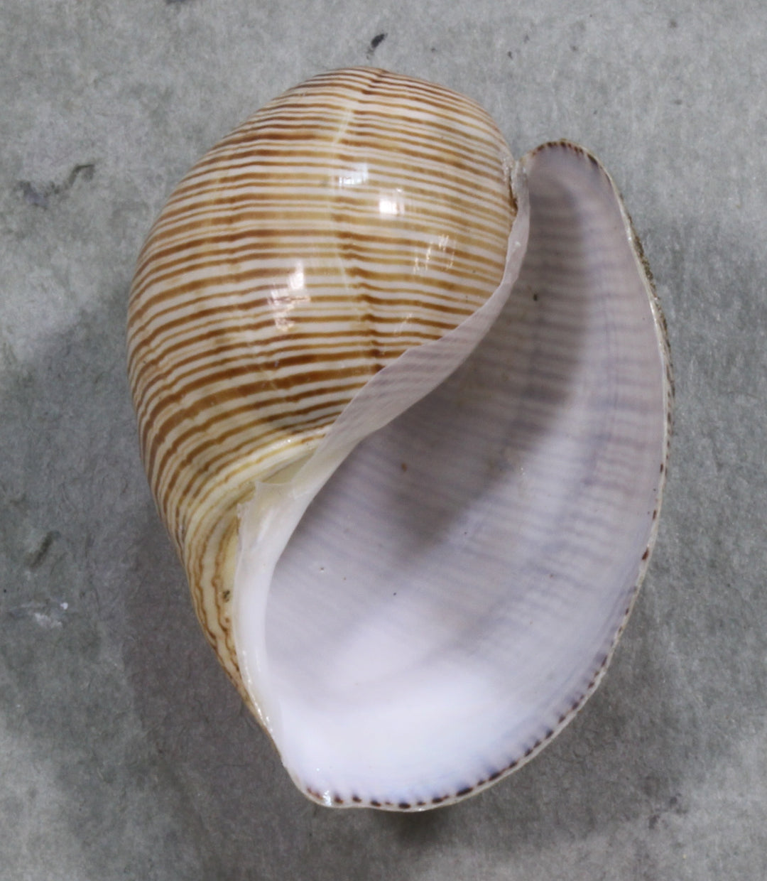 ナンバンオキナエビス6cm!! Microshells: Perotrochus quoyanus gemma {WAMEI }