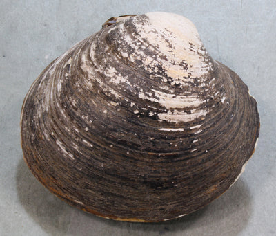 貝類・標本・標本箱 – 鳥羽水族館オンラインショップ