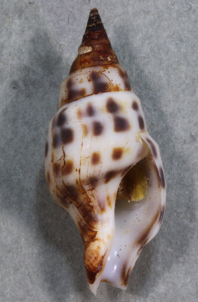 貝殻の標本 ＊ メンコイダカラ 貝 貝殻 標本 タカラガイ ピンクメンコイダカラ