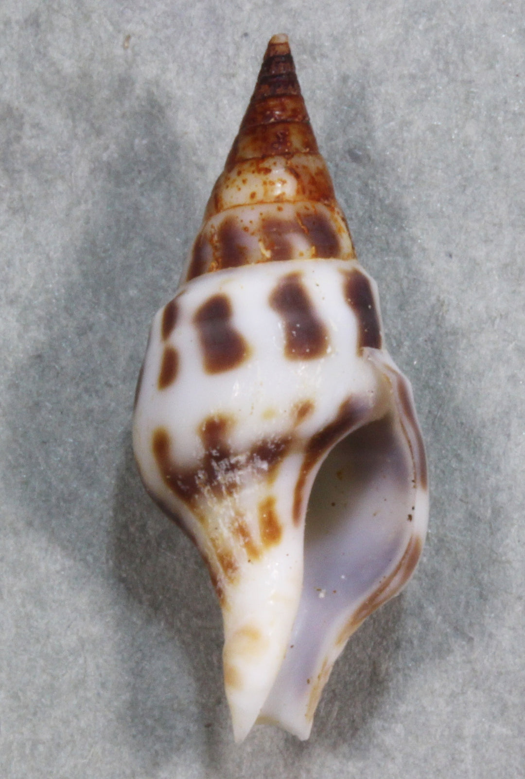 貝殻標本、タカラガイー52 貝殻標本、タカラガイー52