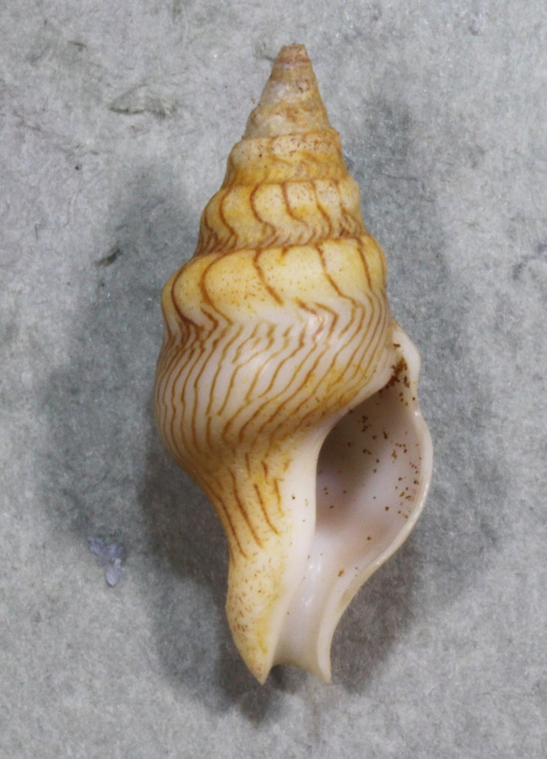貝類・標本・標本箱 – 鳥羽水族館オンラインショップ