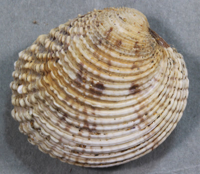 カブトノシコロガイ