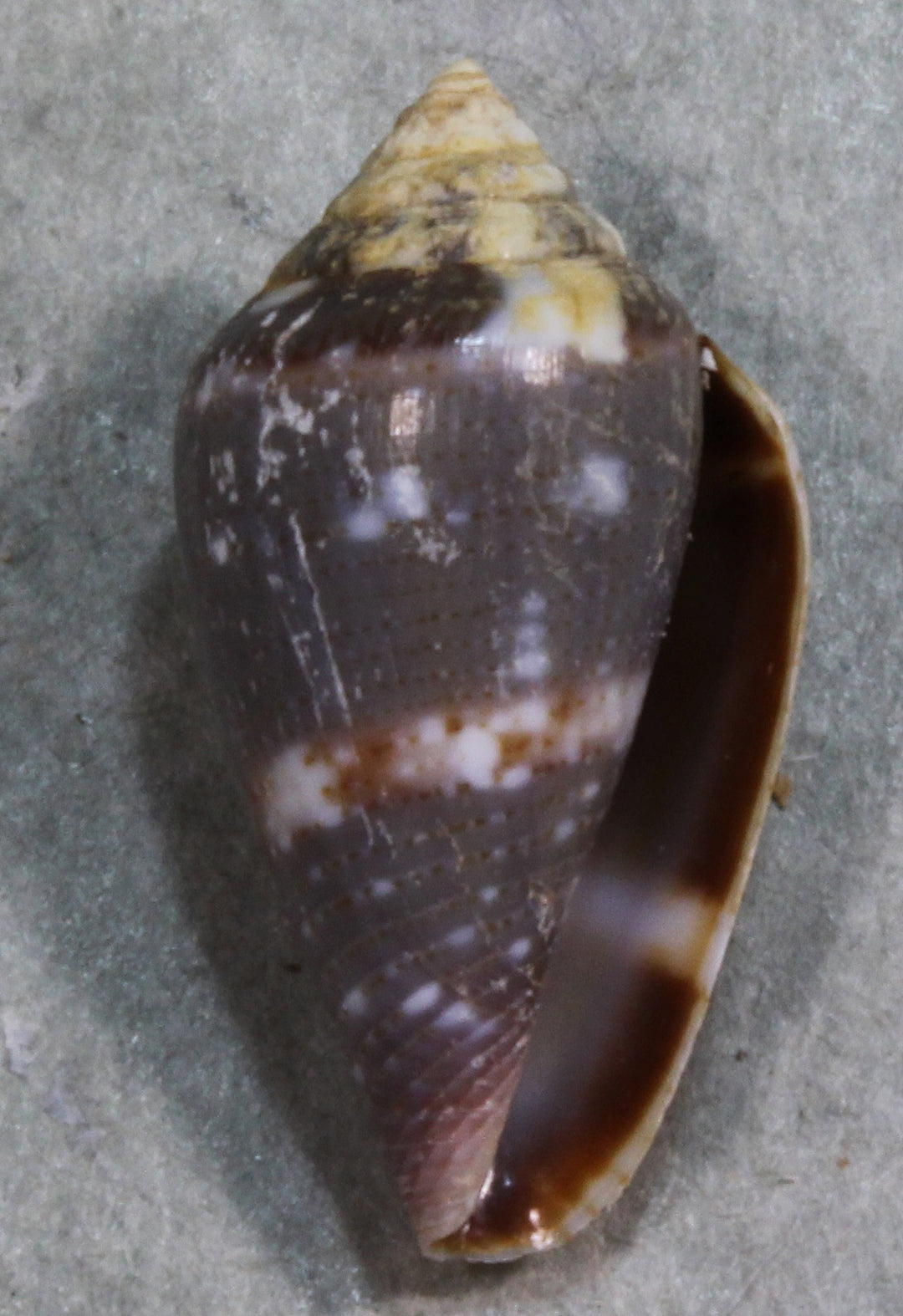 貝類・標本・標本箱 – 鳥羽水族館オンラインショップ