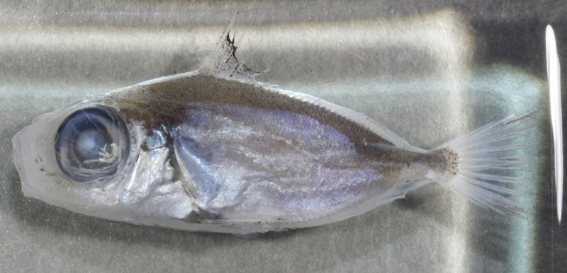 深海生物標本　ソコマトウダイ　　955