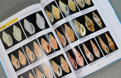Madagascar - Atlas of Seashells