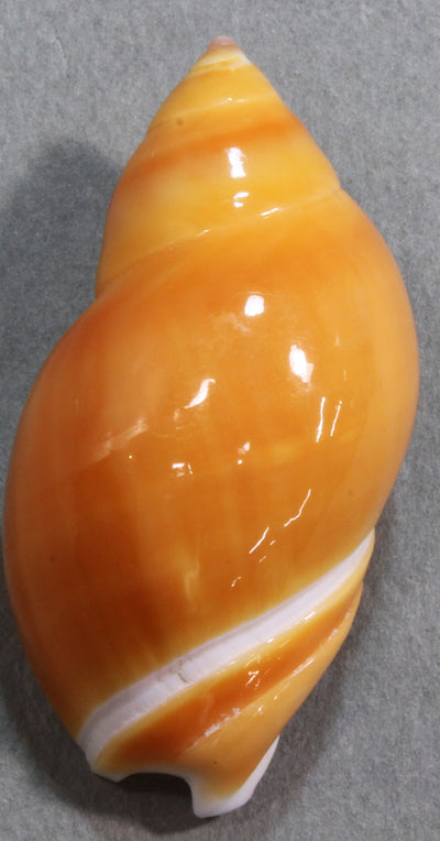 コガネリュウグウボタル　