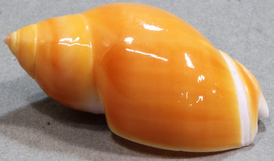 コガネリュウグウボタル　