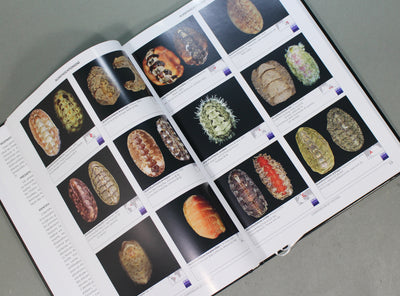 Compendium of Chitons. A Guide of Recent Polyplacophora