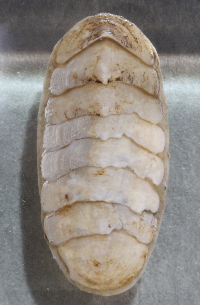 深海生物標本　ヒザラガイの一種　　948