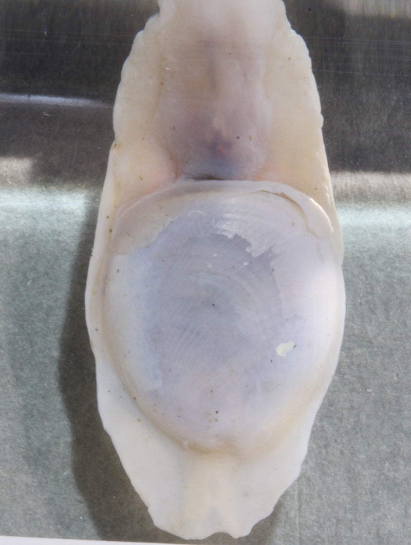深海生物標本　キセワタガイ　　947
