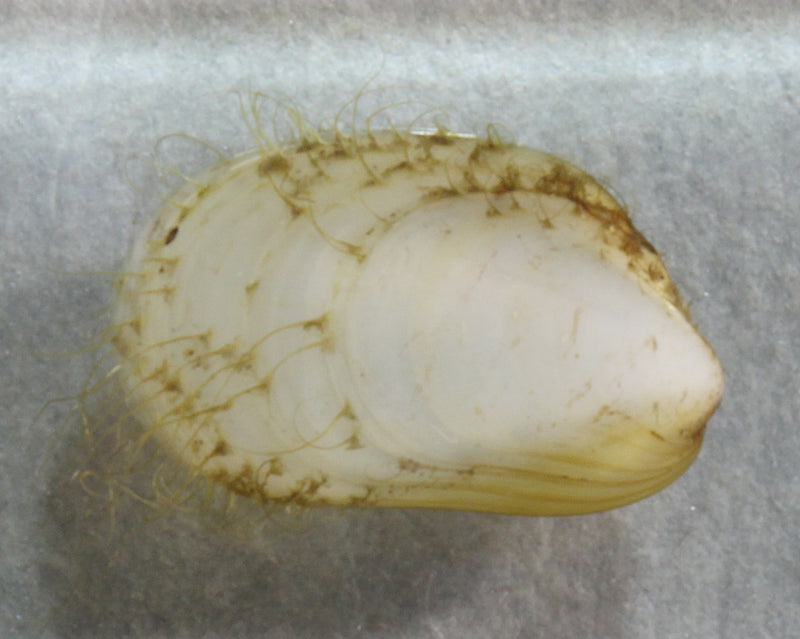 深海生物標本　マメヒバリガイ　　940